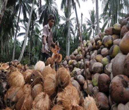 Ilustrasi harga kelapa butiran di Riau alami penurunan (foto/int)